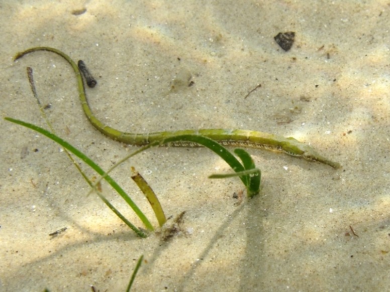 Syngnathus abaster